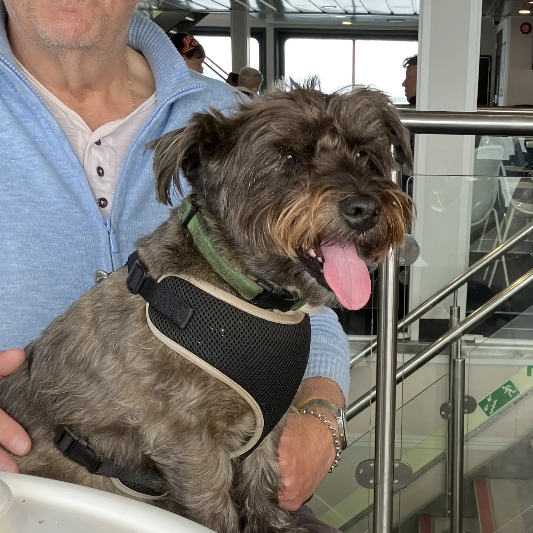 Lakeland Terrier