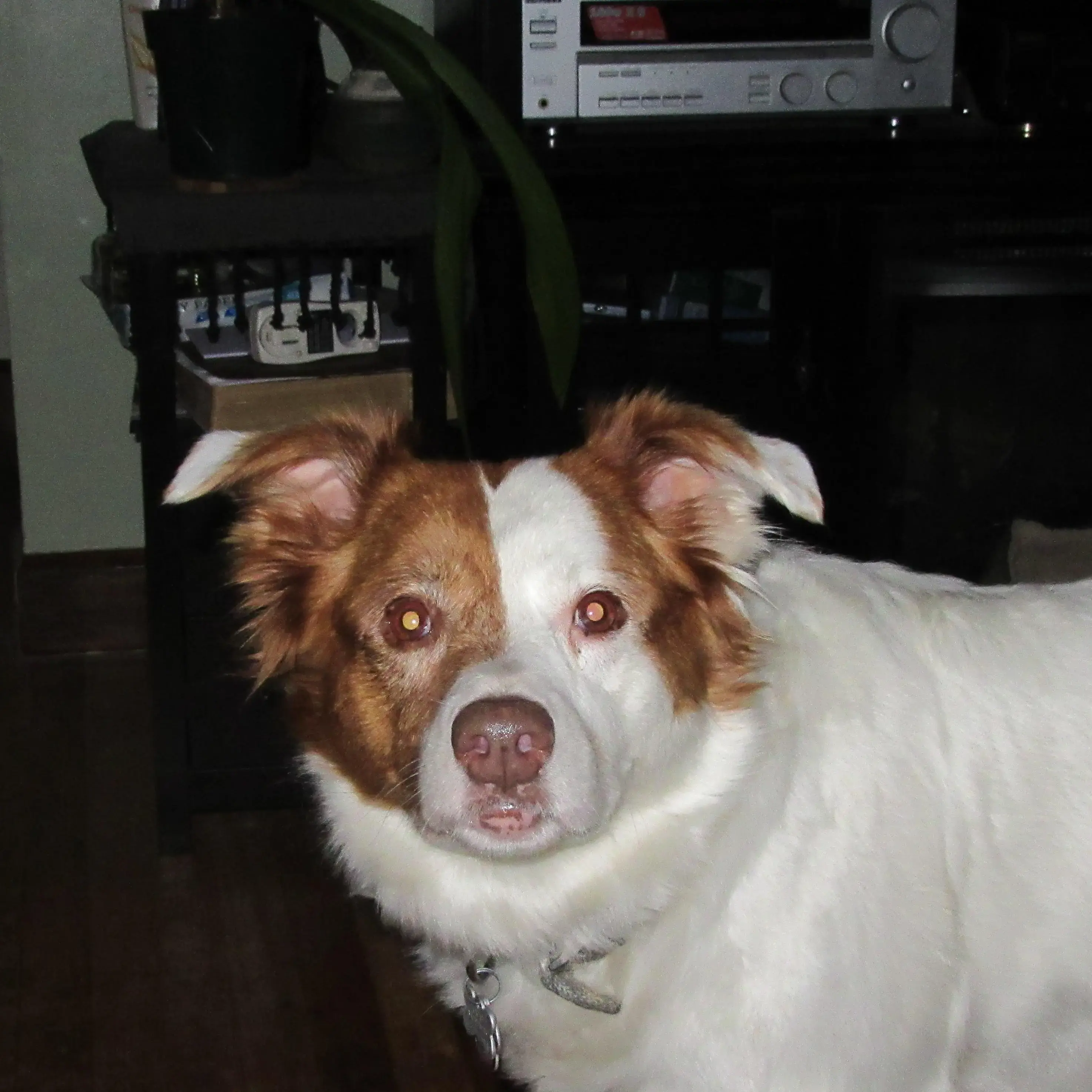 Border Collie