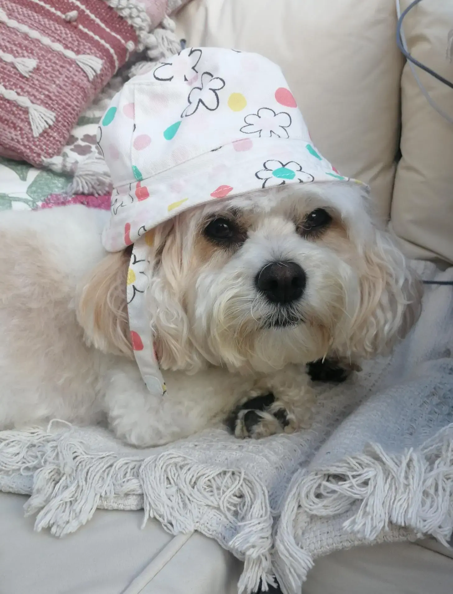King Charles Spaniel
