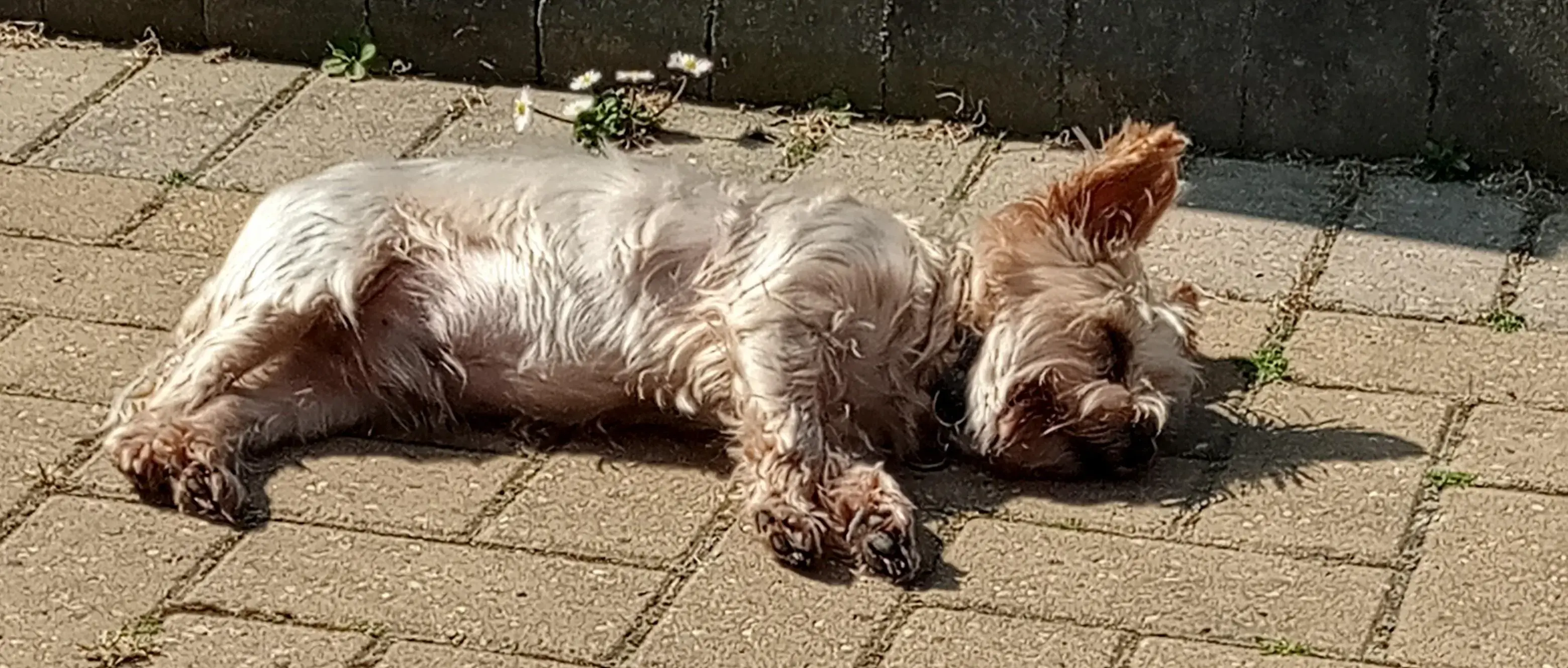 Yorkshire Terrier