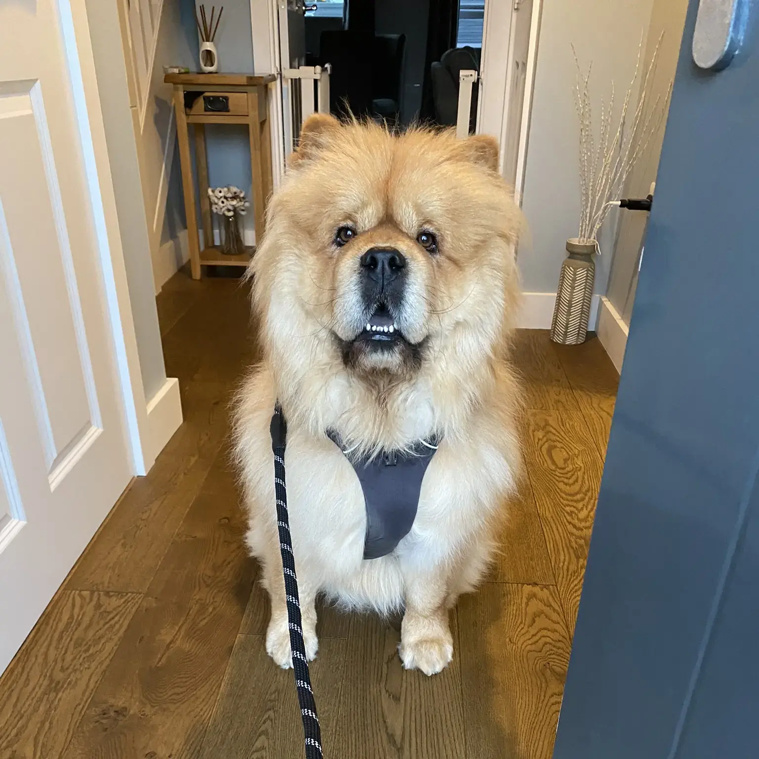 Chow Chow