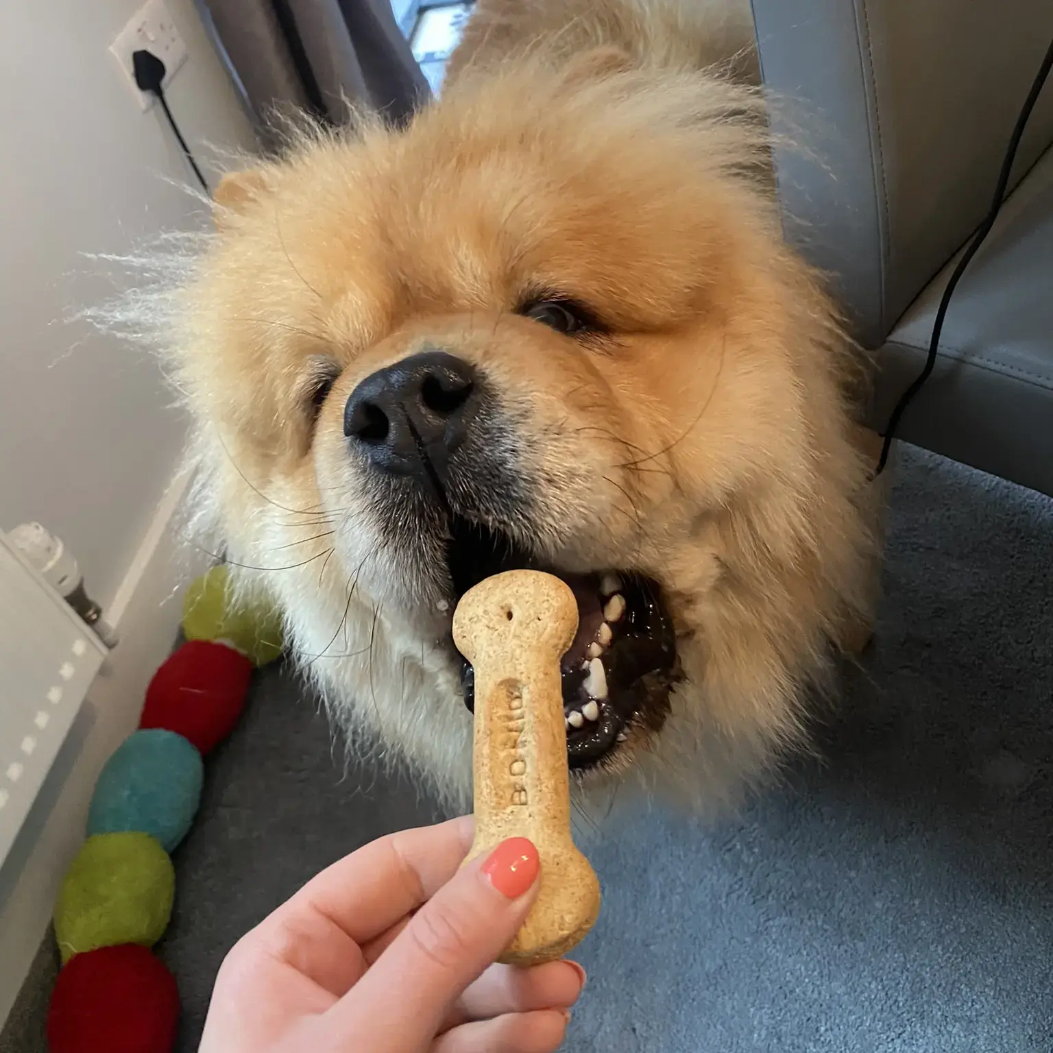 Chow Chow
