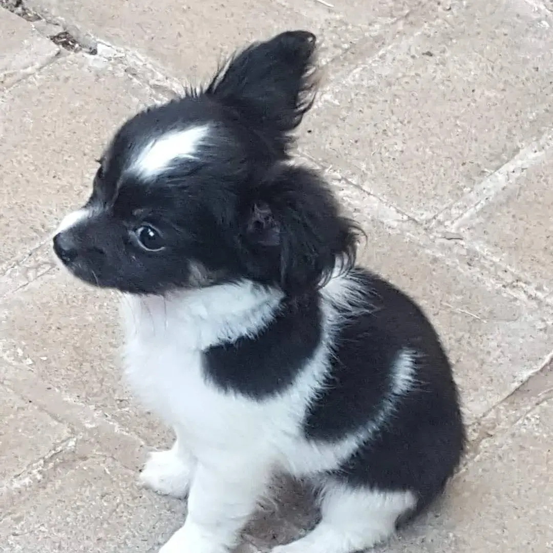 Chihuahua (Long Coat)