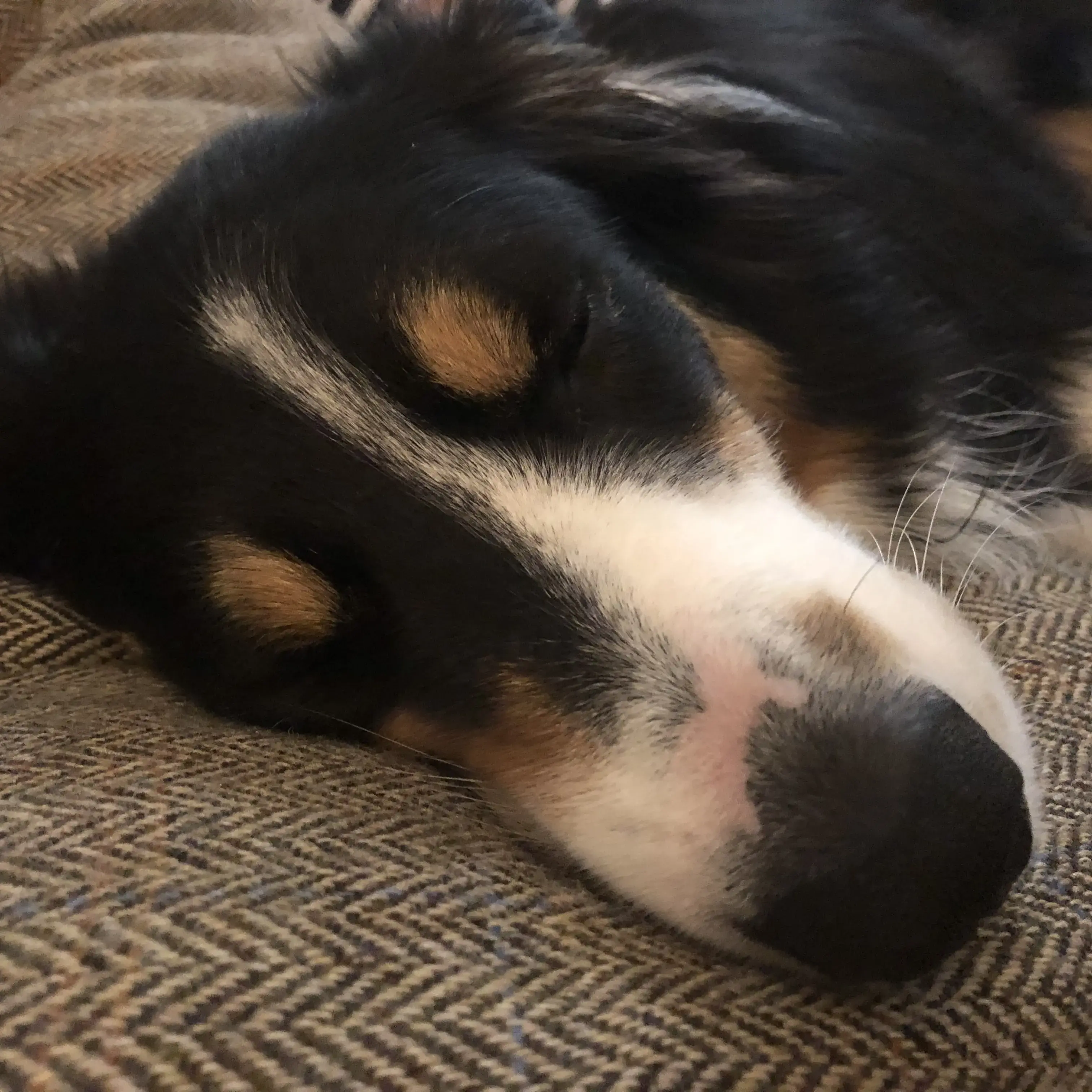 Border Collie