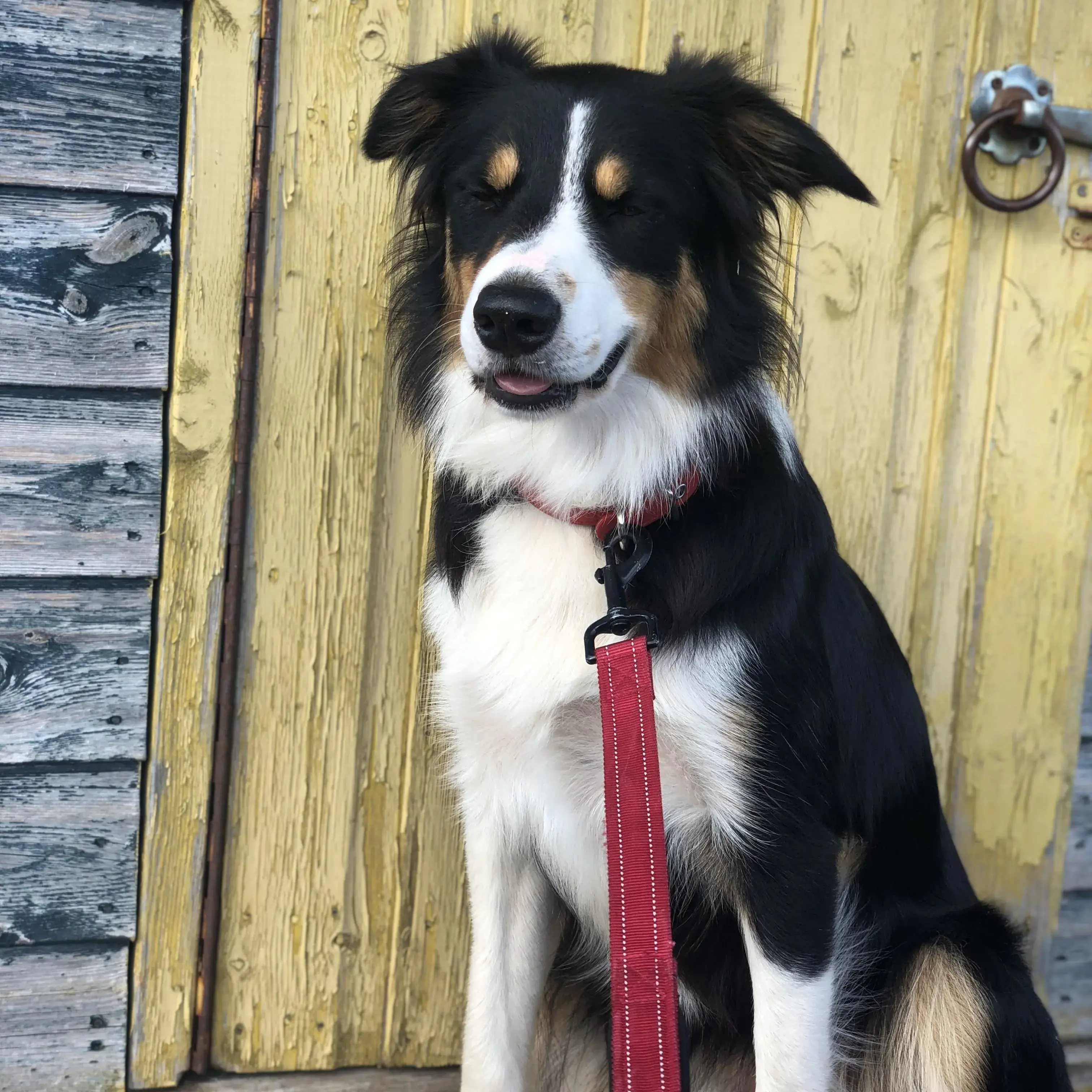 Border Collie