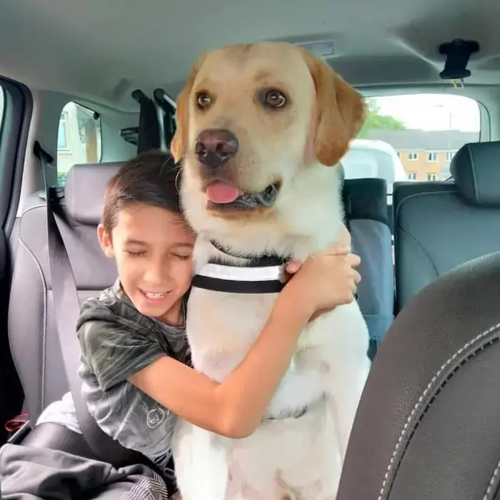 Labrador Retriever