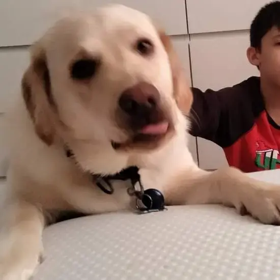Labrador Retriever