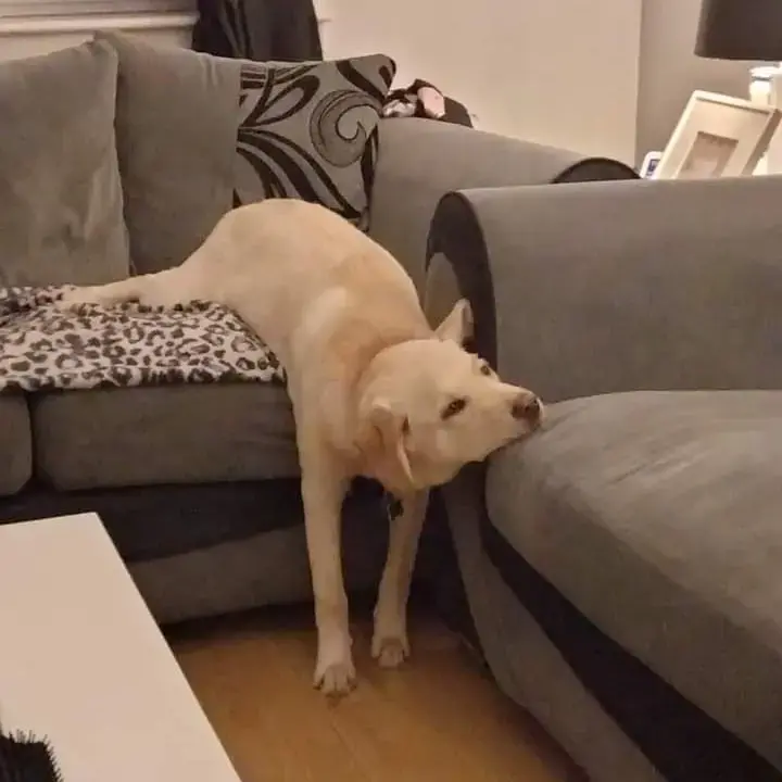 Labrador Retriever