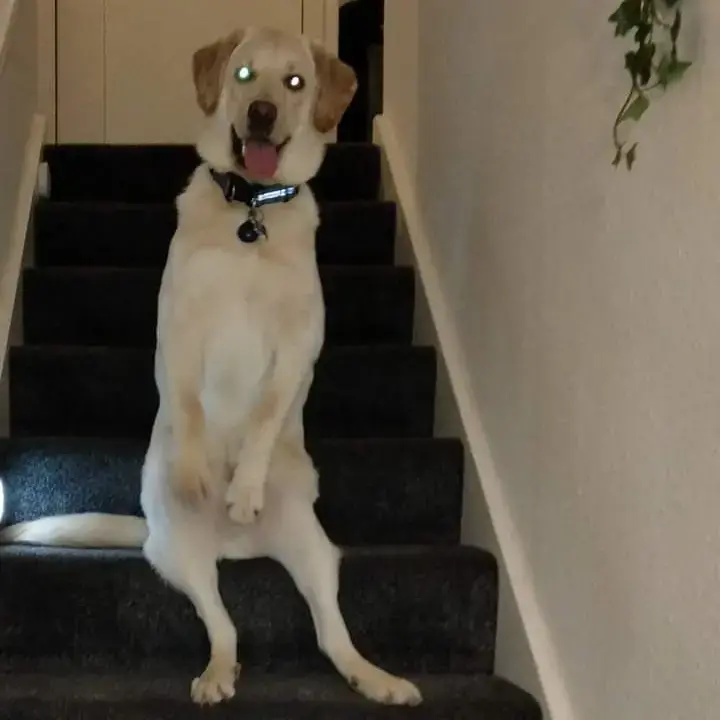 Labrador Retriever