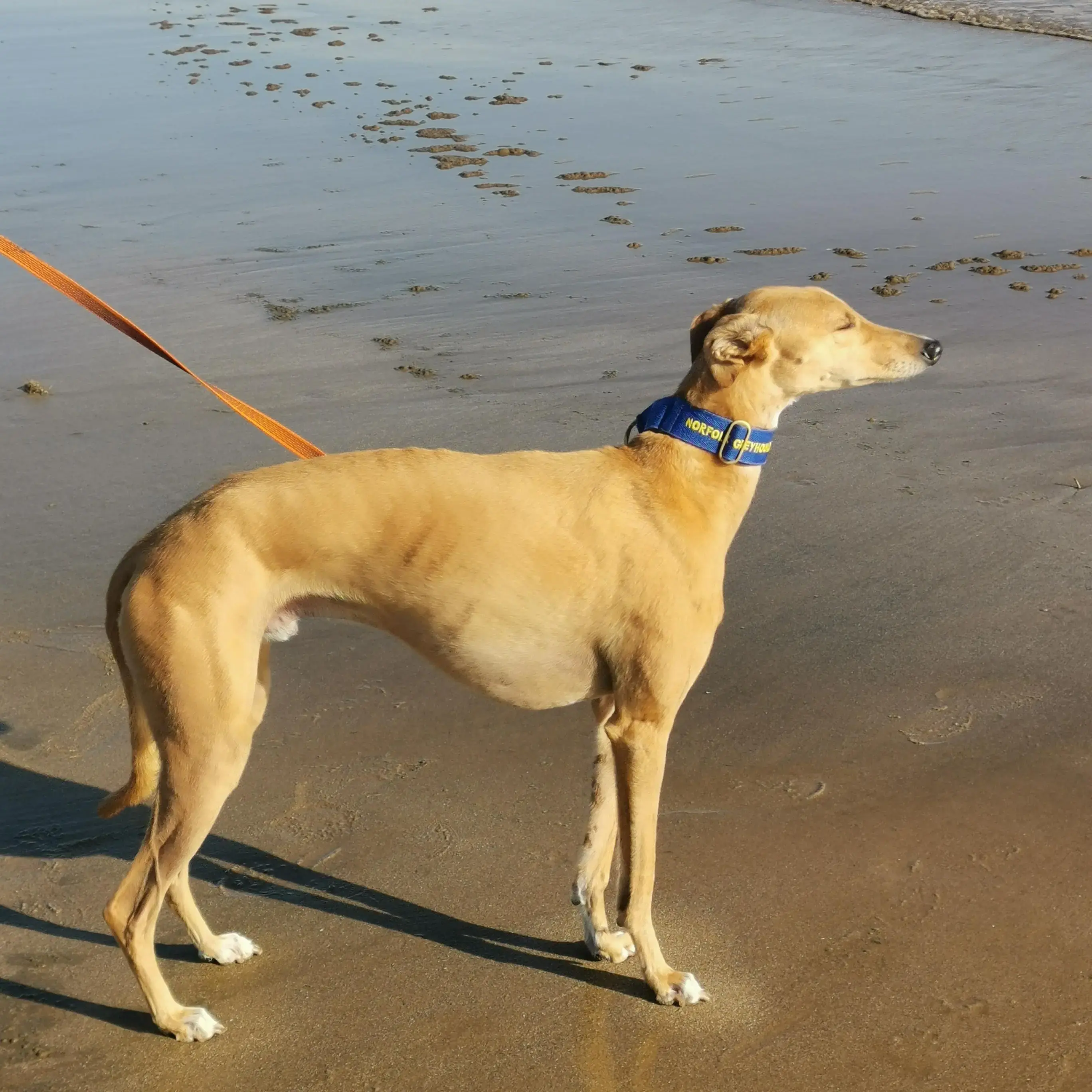 Greyhound
