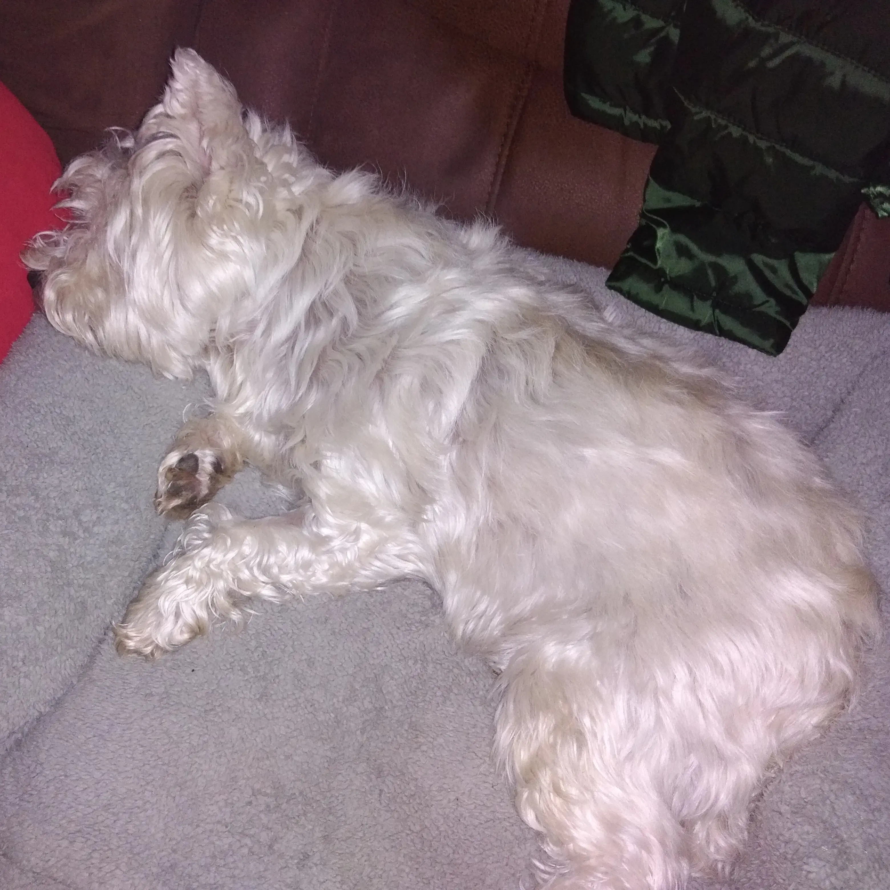 West Highland White Terrier