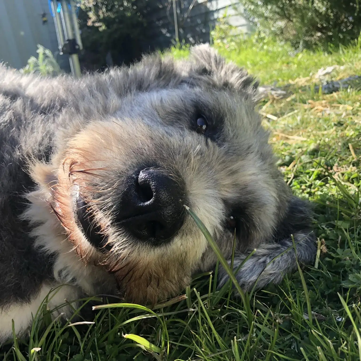 Old English Sheepdog