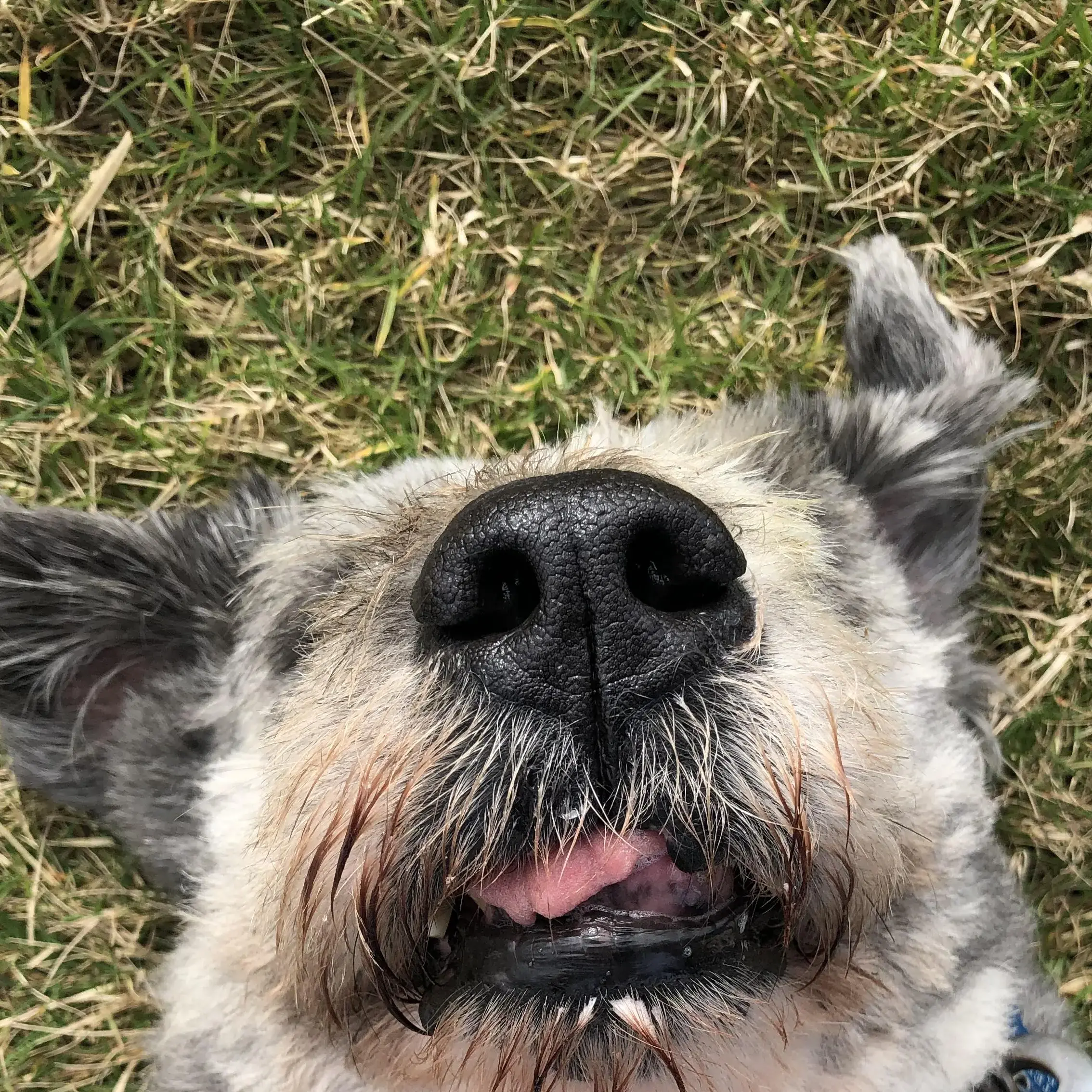 Old English Sheepdog