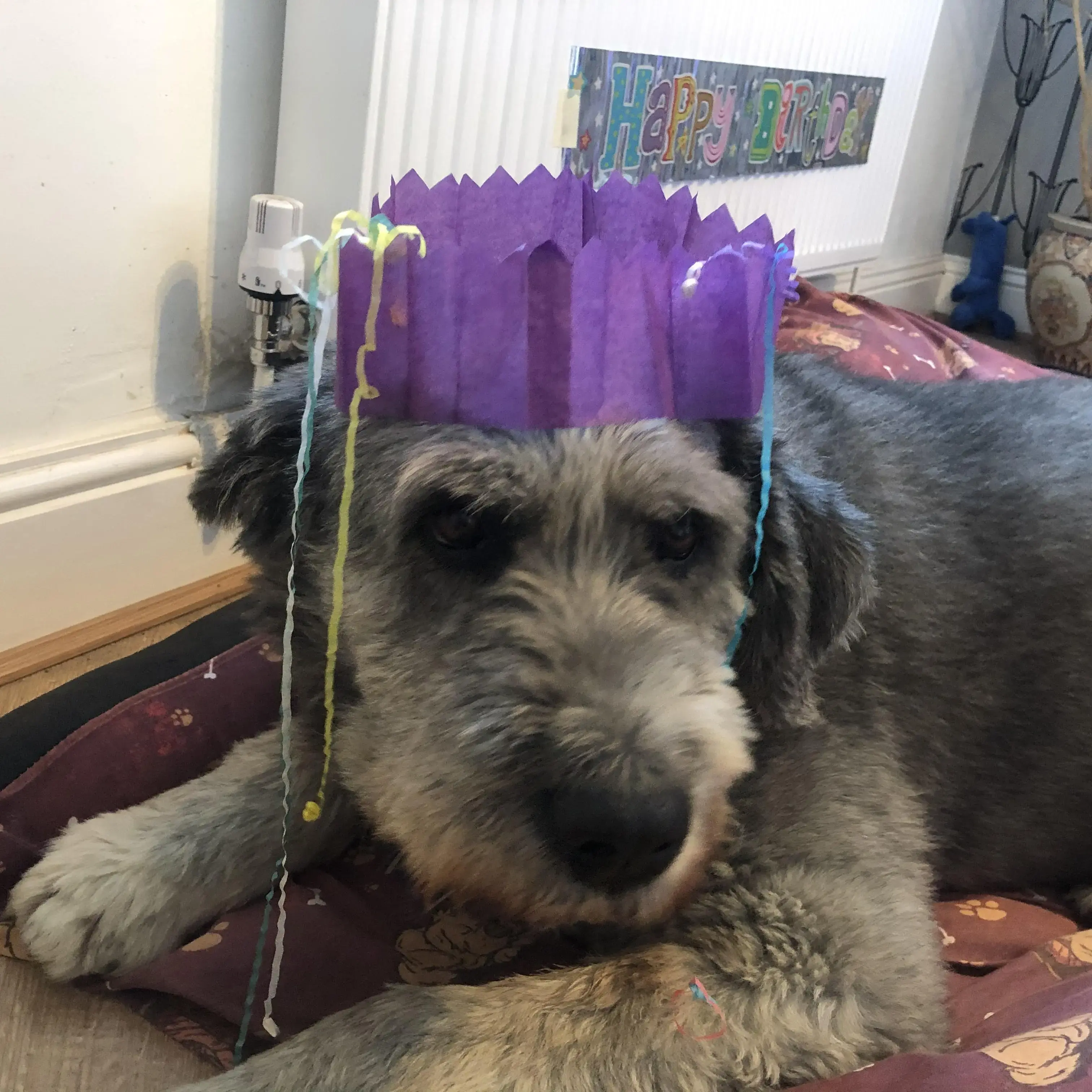 Old English Sheepdog