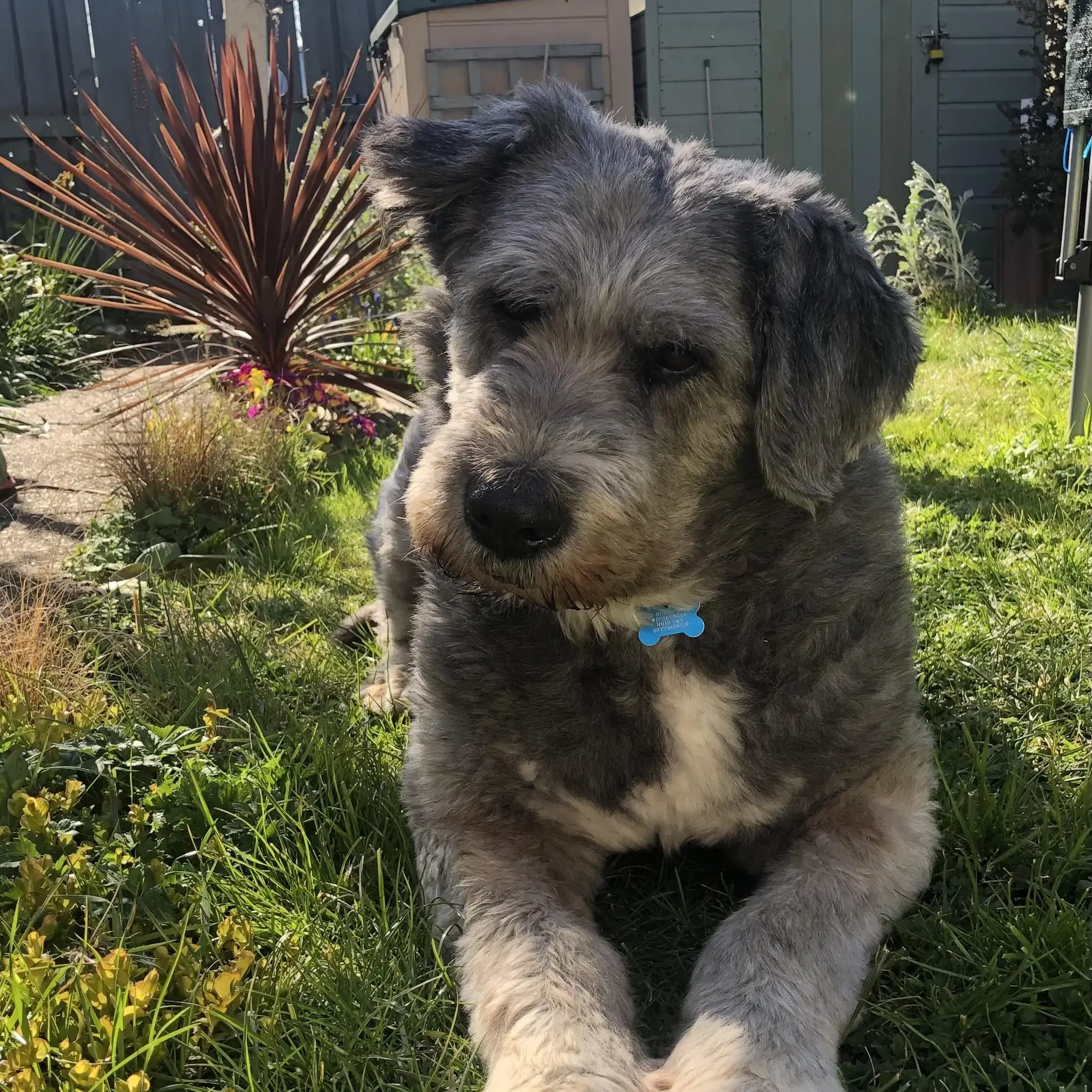 Old English Sheepdog