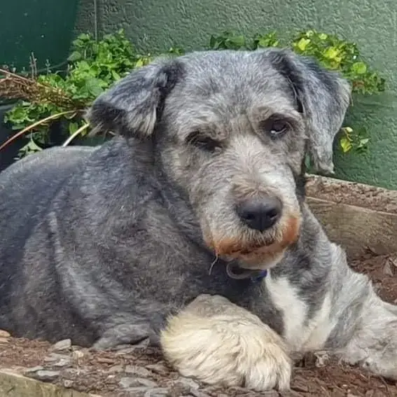 Old English Sheepdog