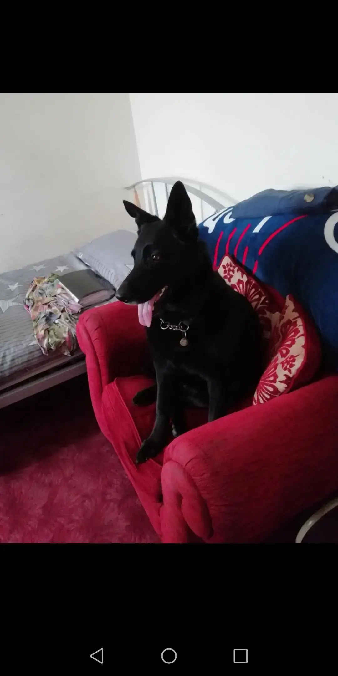 German Shepherd Dog