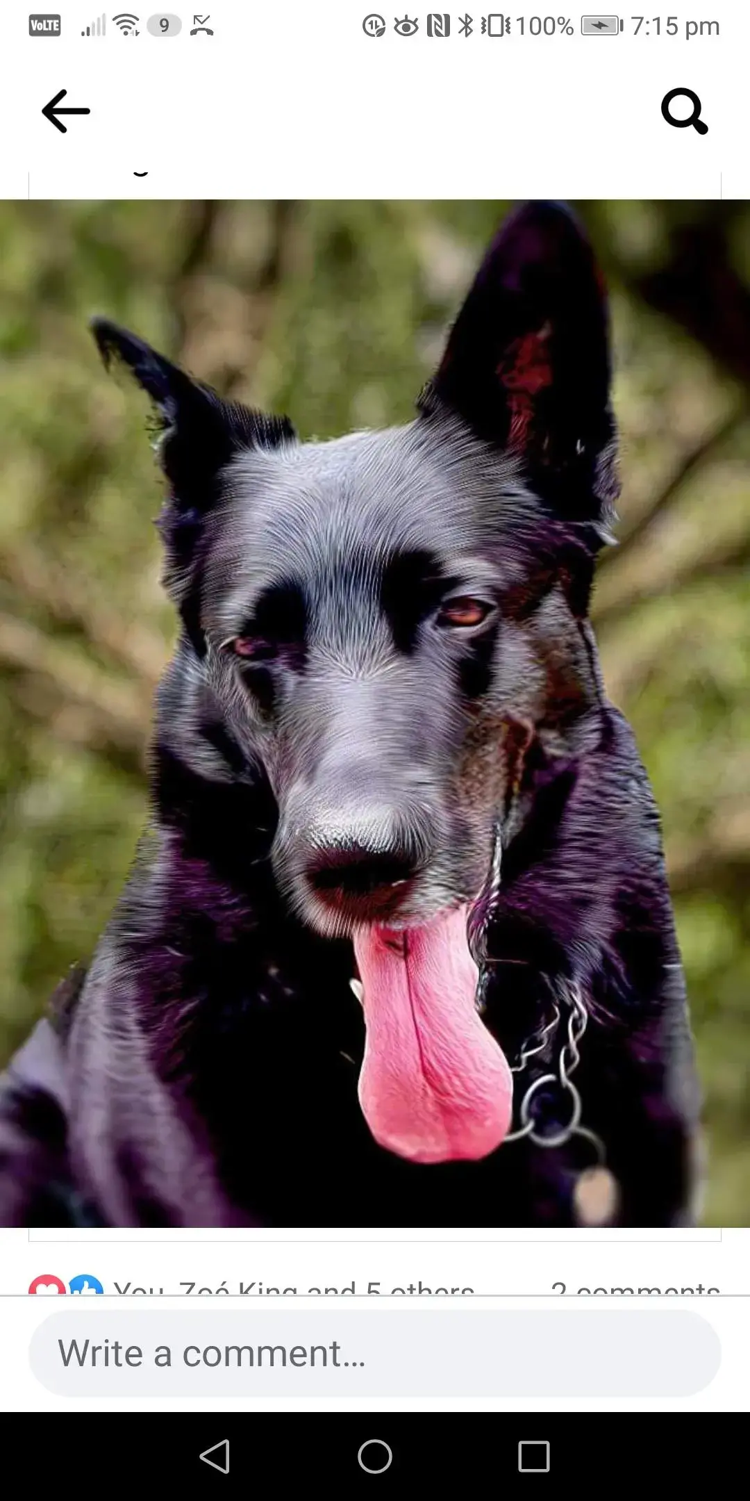 German Shepherd Dog