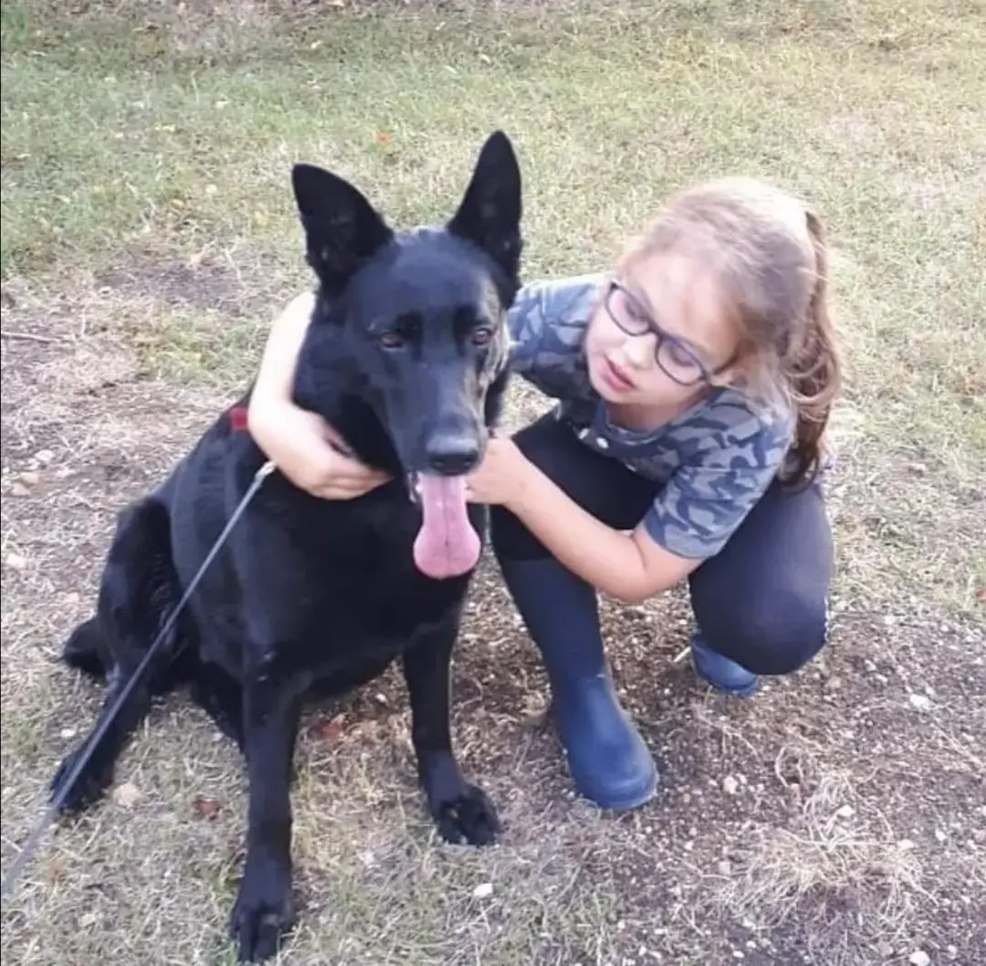 German Shepherd Dog