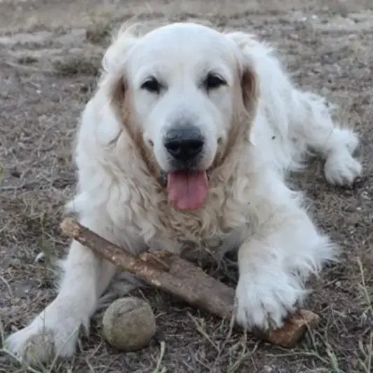 Golden Retriever