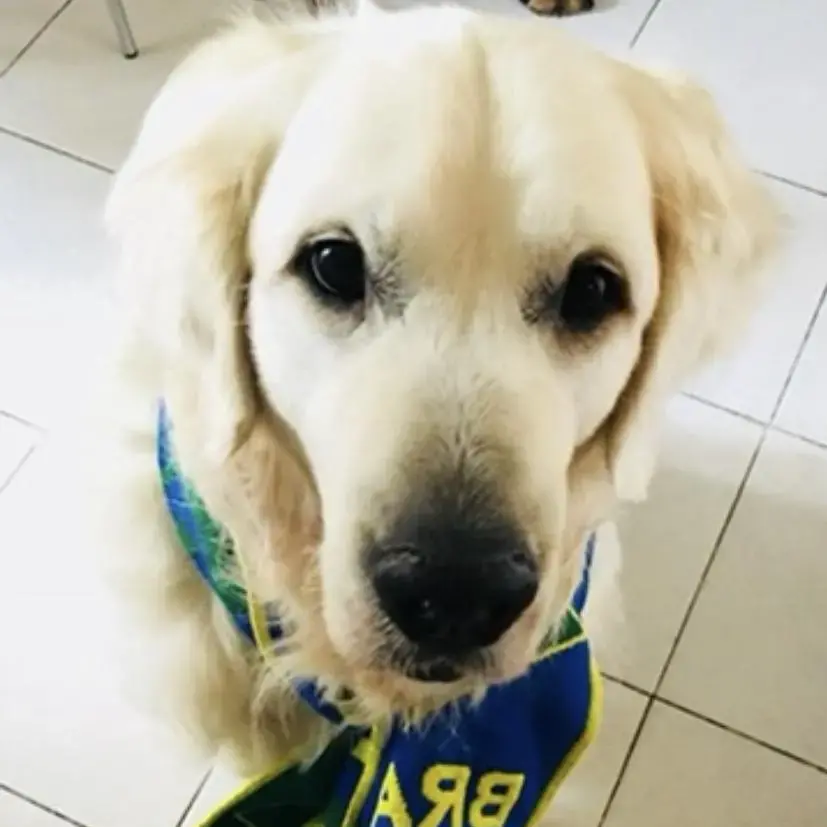 Golden Retriever