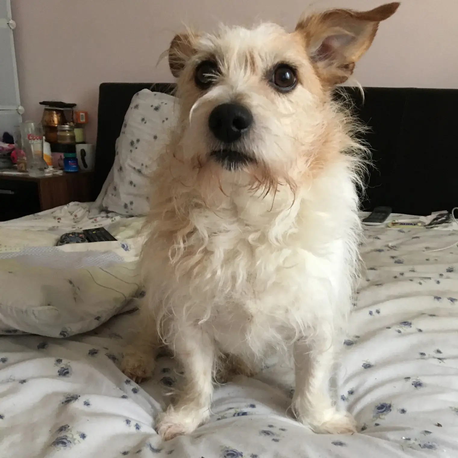 Jack Russell Terrier