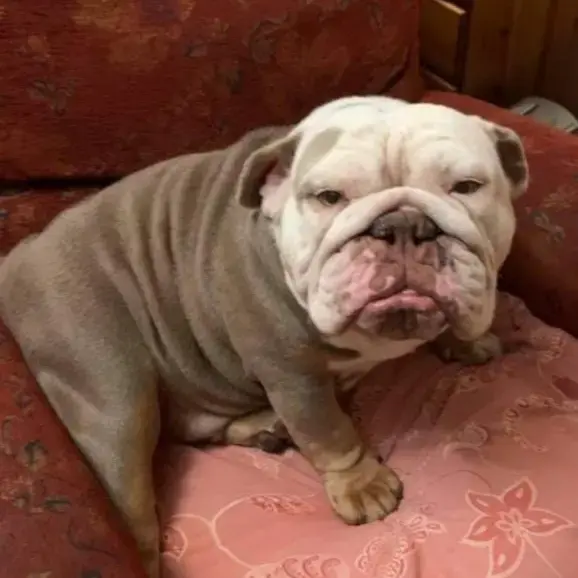 Bulldog