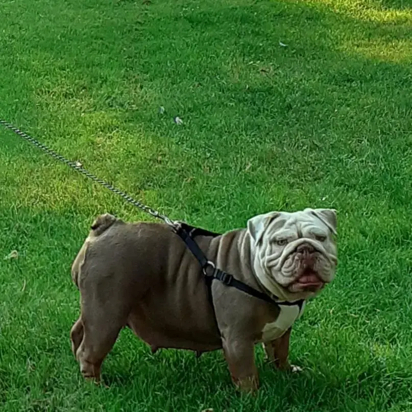 Bulldog