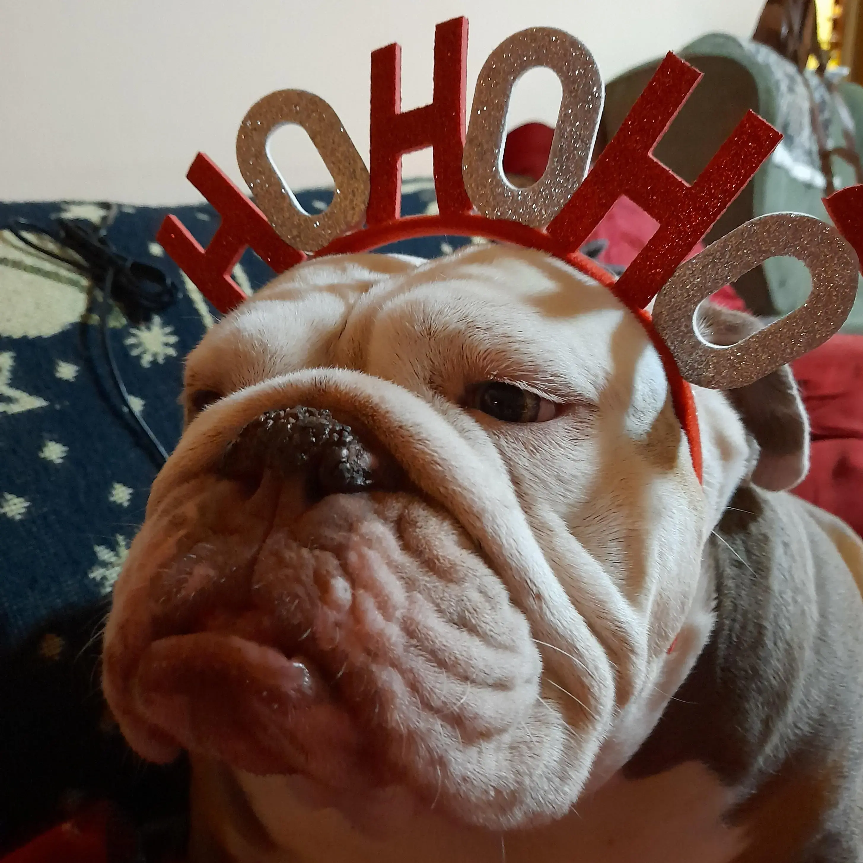 Bulldog