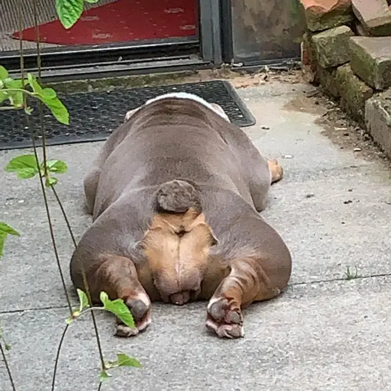 Bulldog