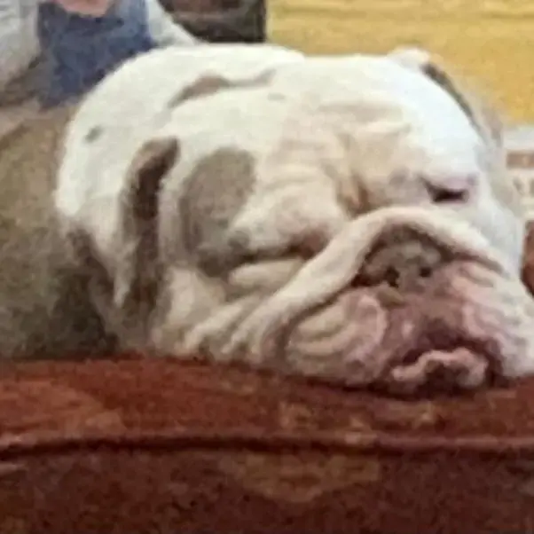 Bulldog