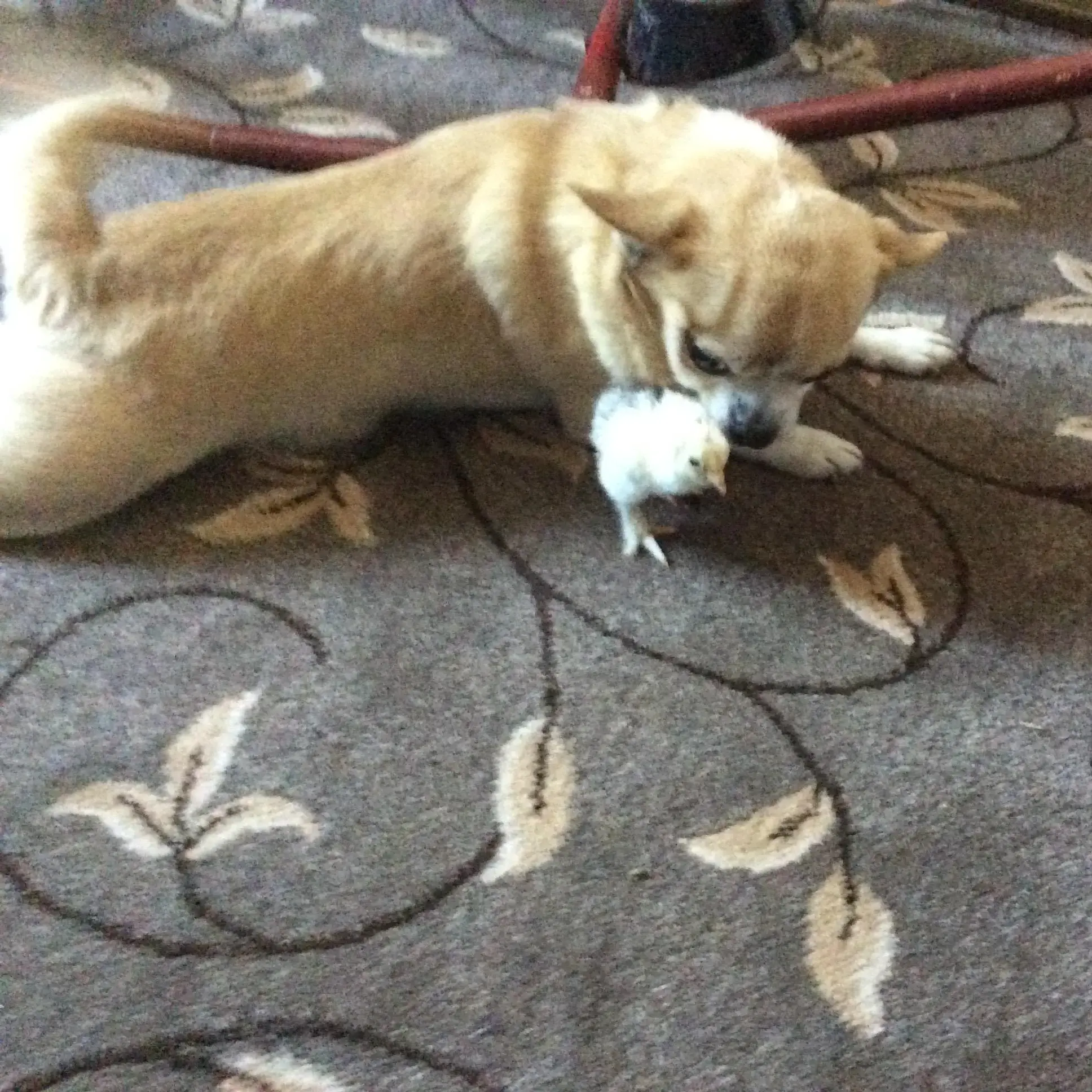 Chihuahua (Smooth Coat)