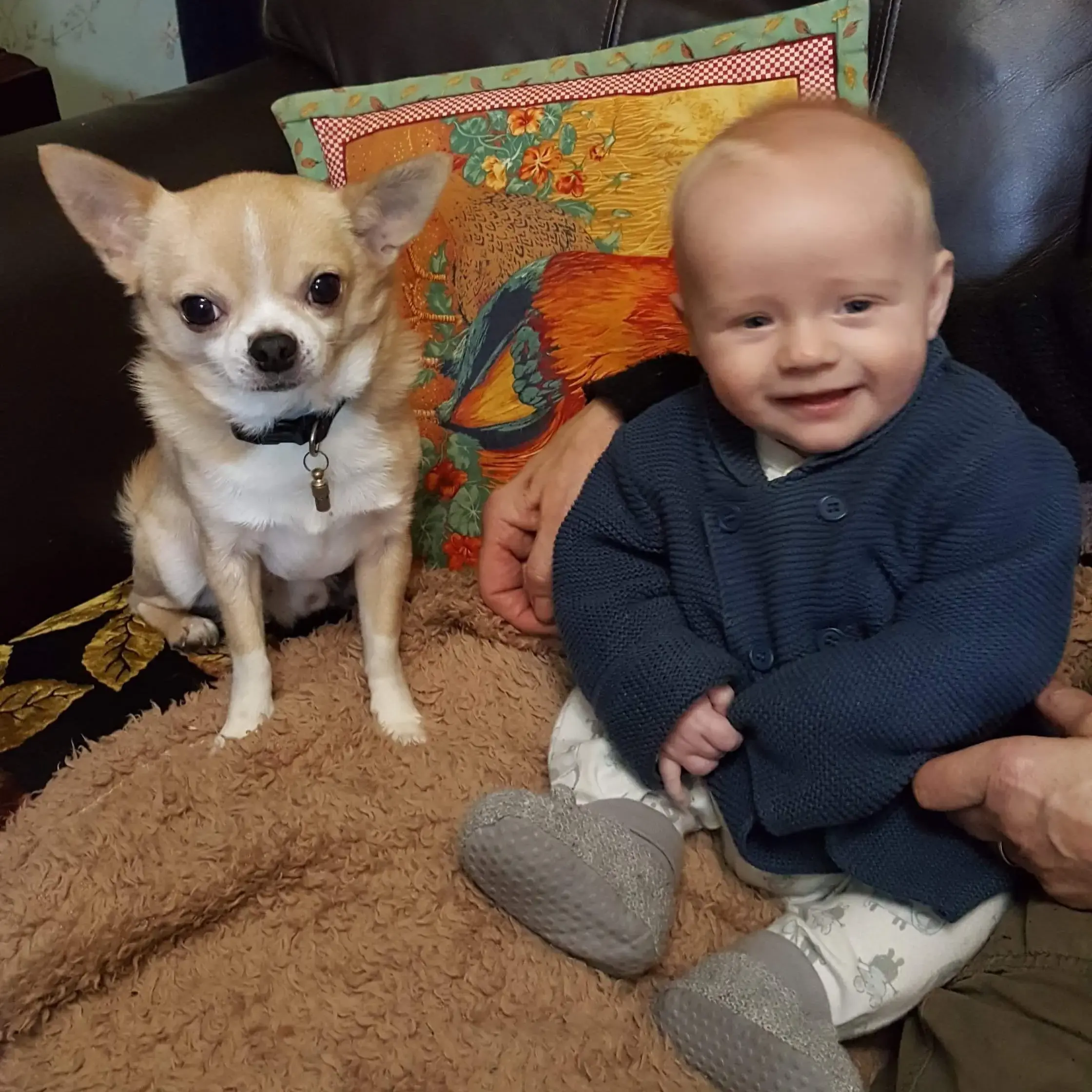 Chihuahua (Smooth Coat)