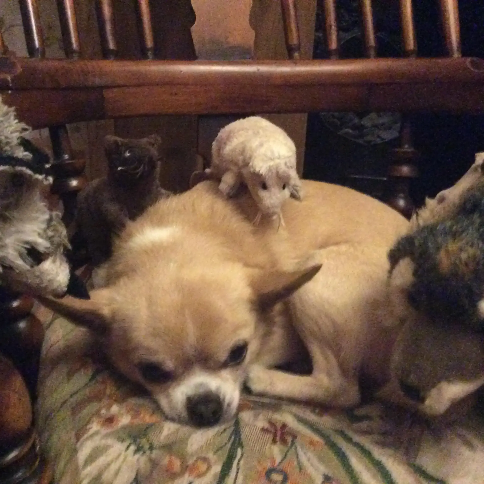 Chihuahua (Smooth Coat)