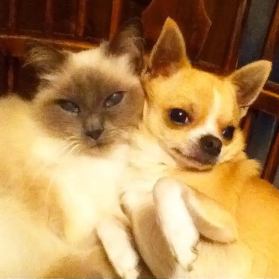 Chihuahua (Smooth Coat)