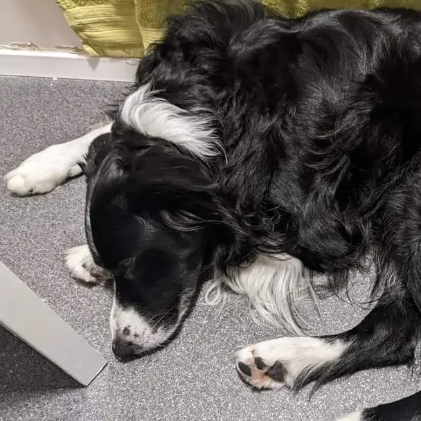 Border Collie