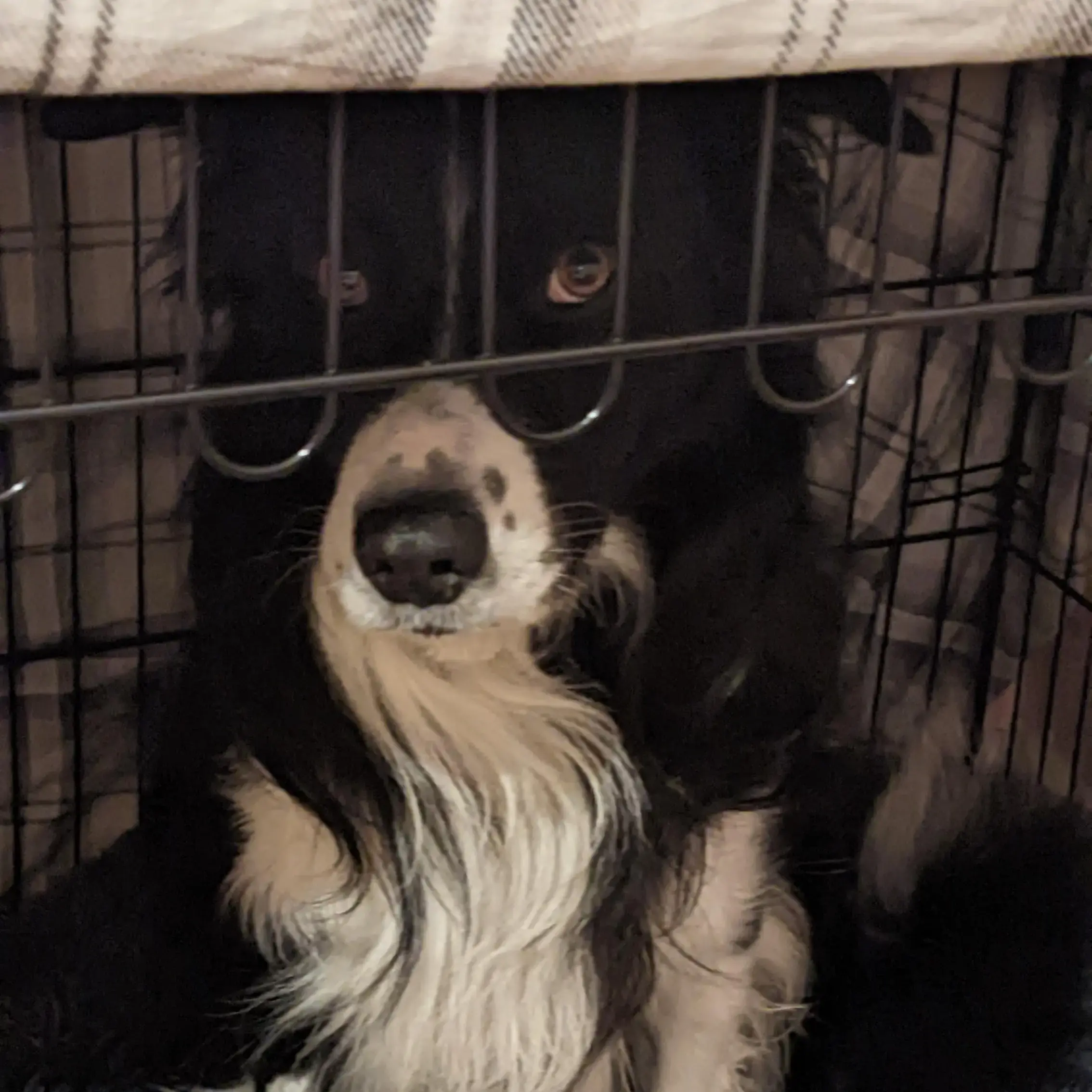 Border Collie