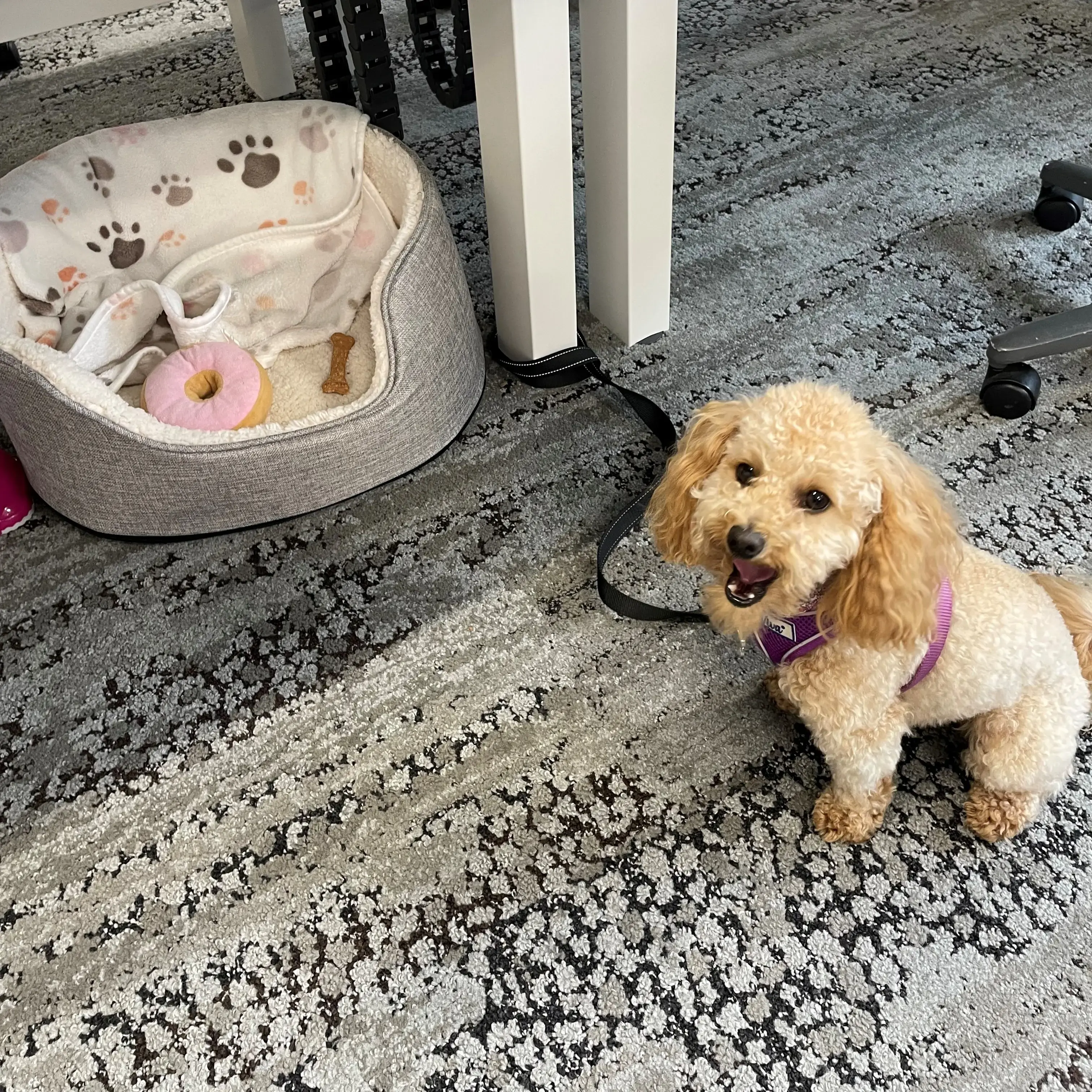 Poodle (Toy)