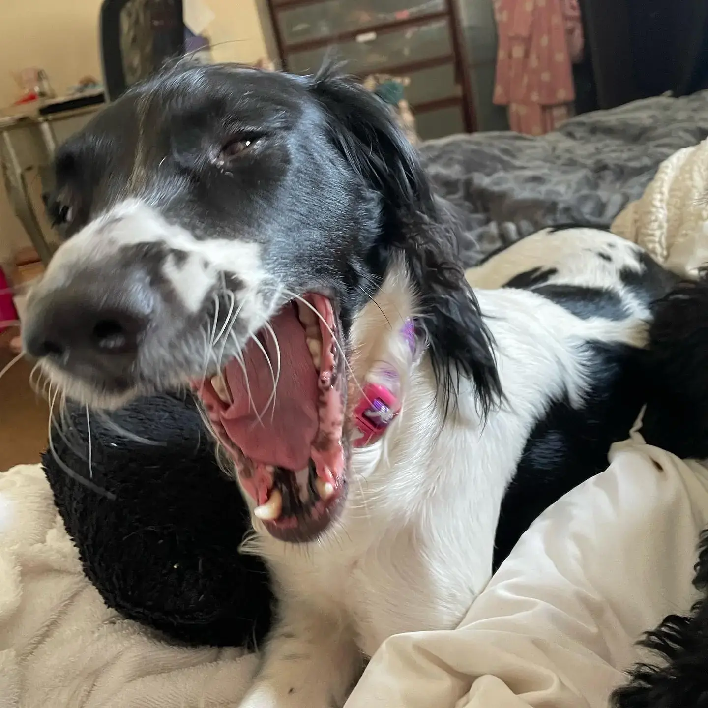 English Springer Spaniel