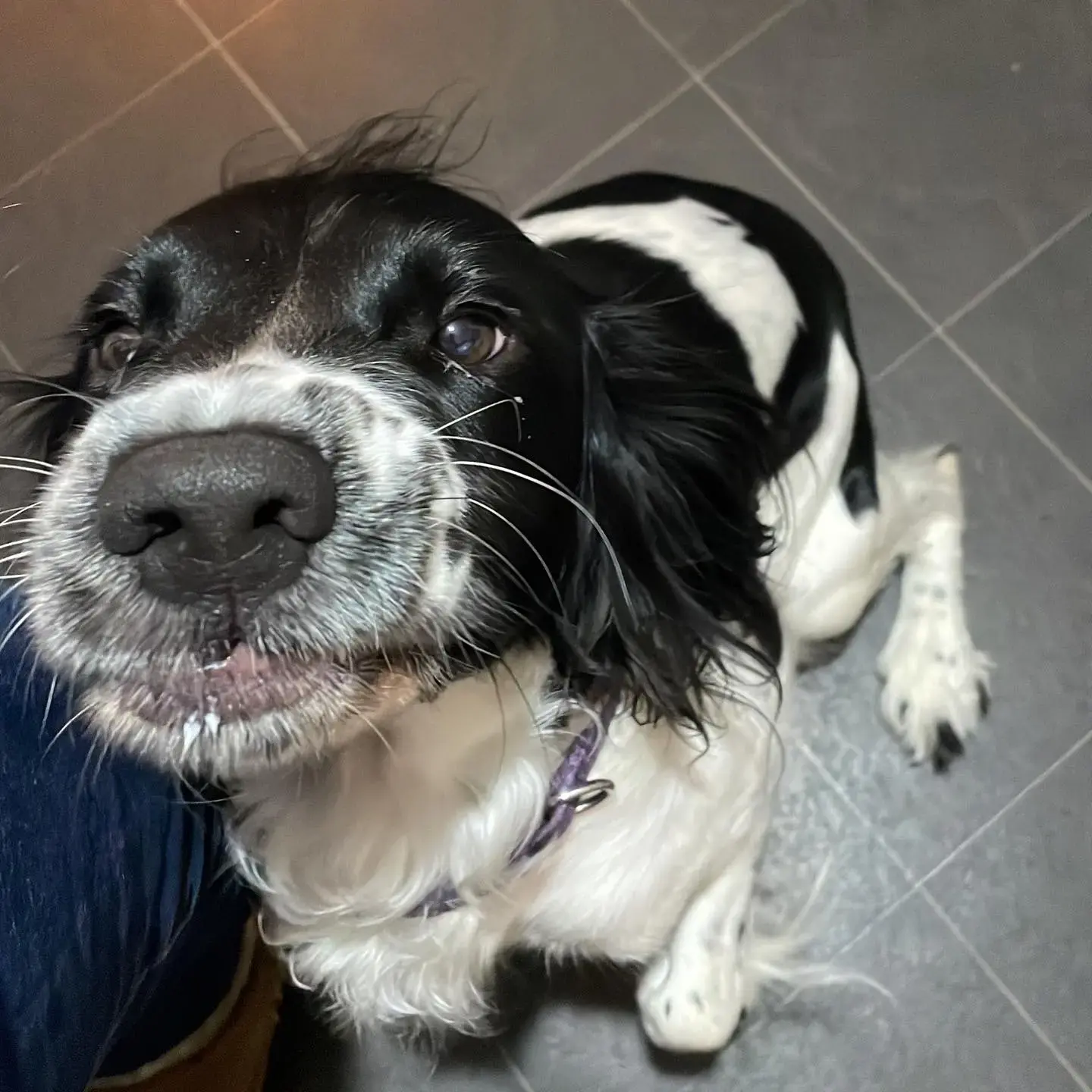 English Springer Spaniel