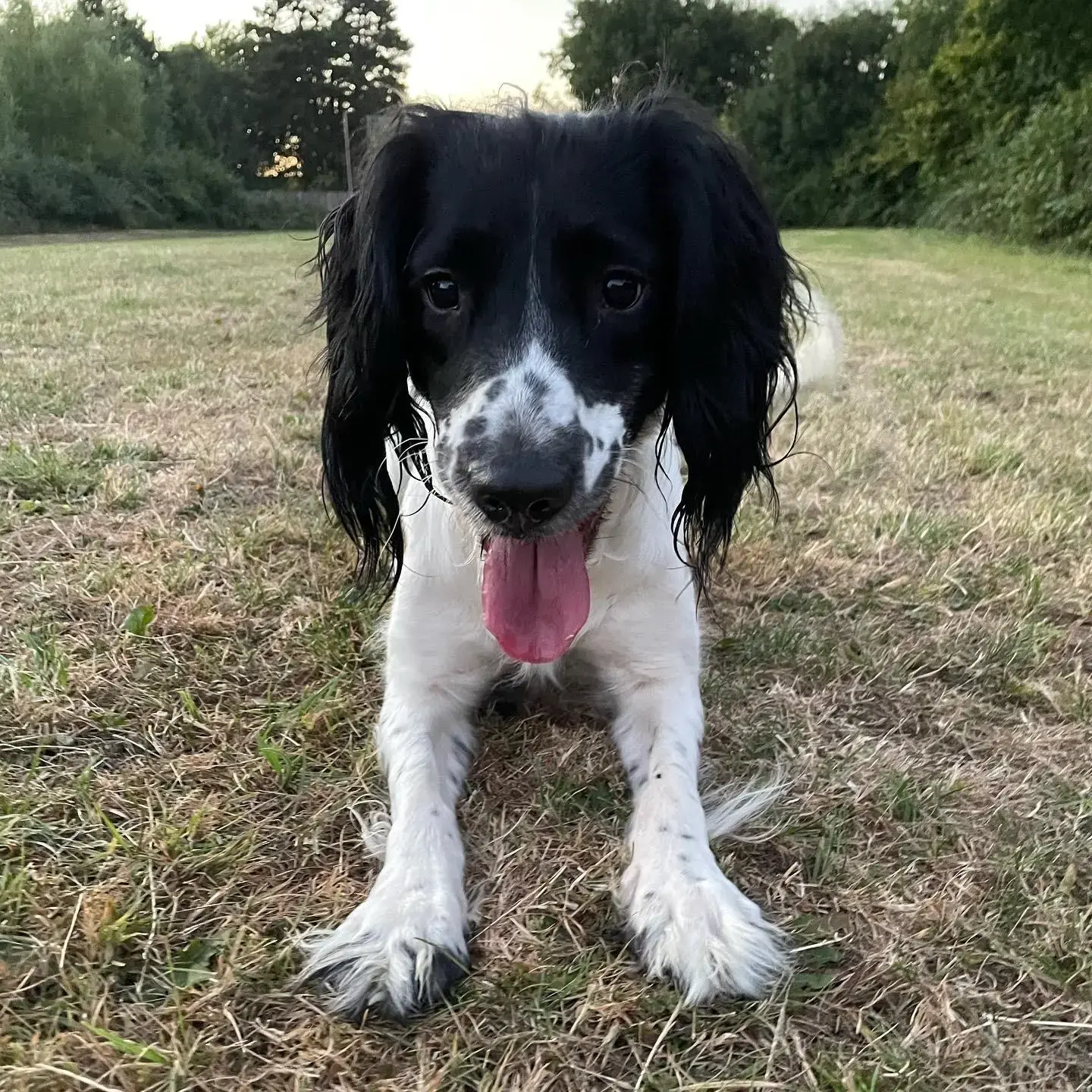 English Springer Spaniel