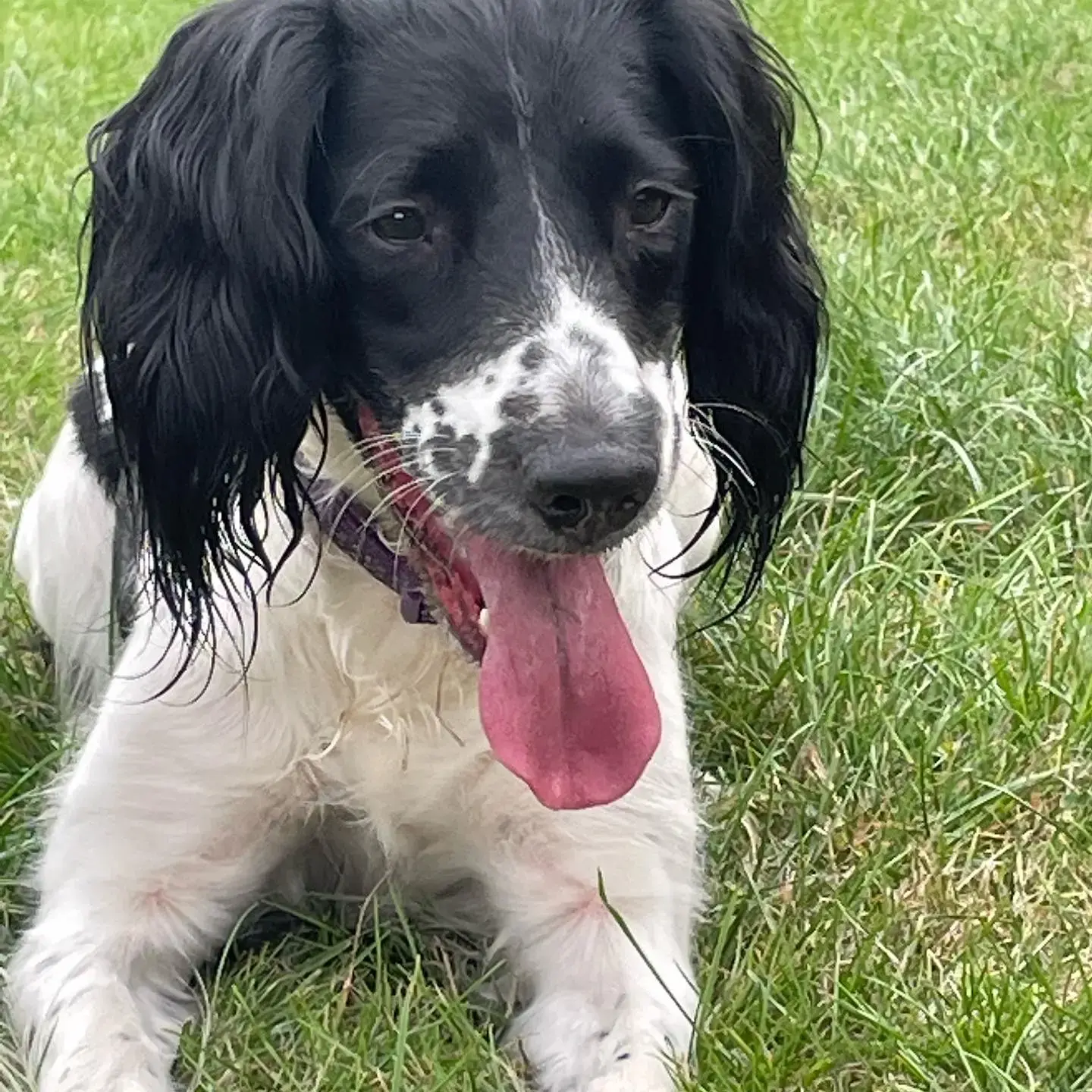 English Springer Spaniel