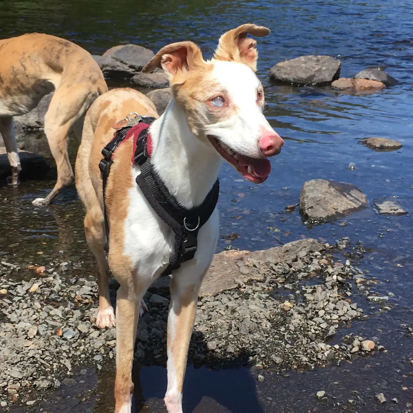 Whippet