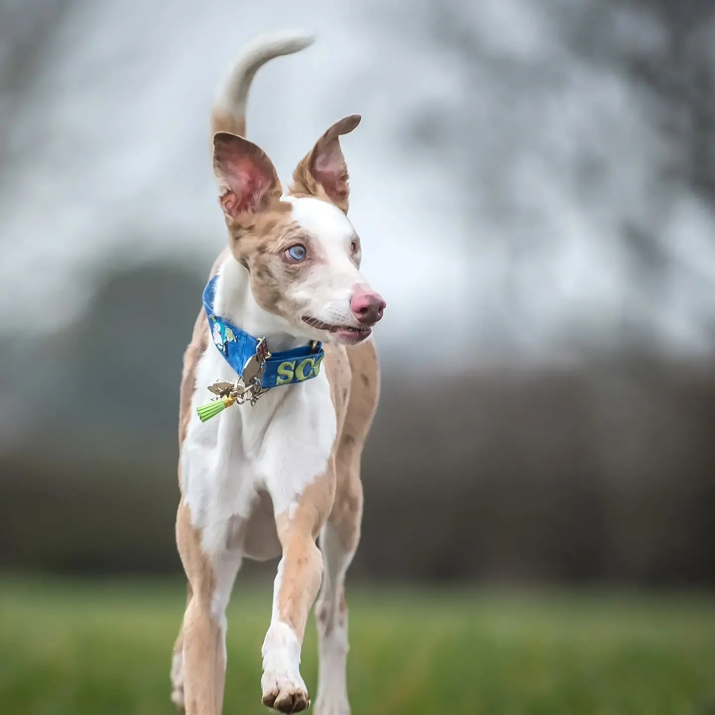 Whippet