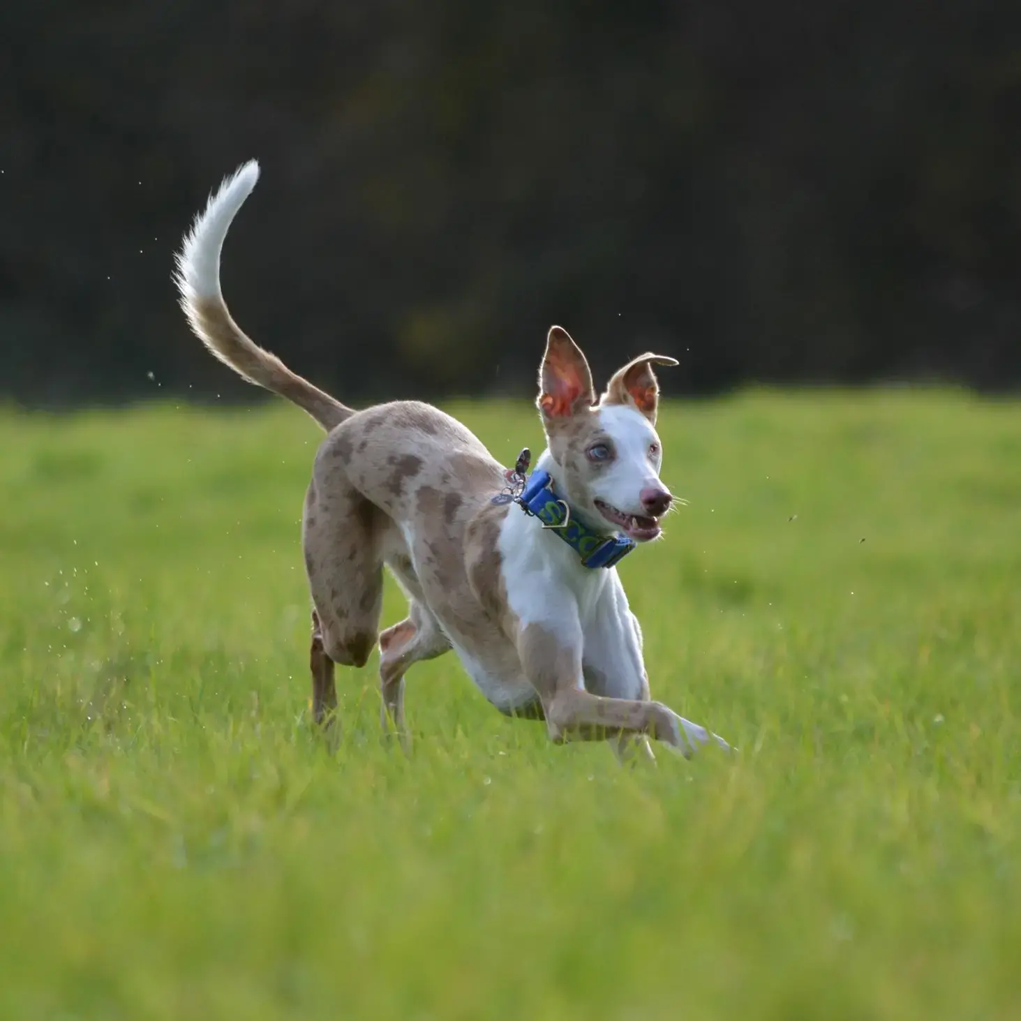 Whippet
