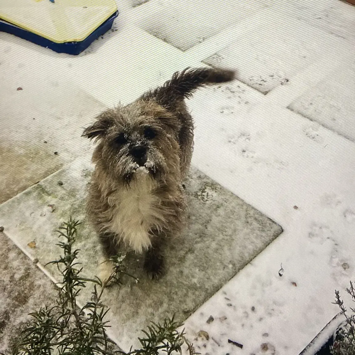 Staffordshire Bull Terrier