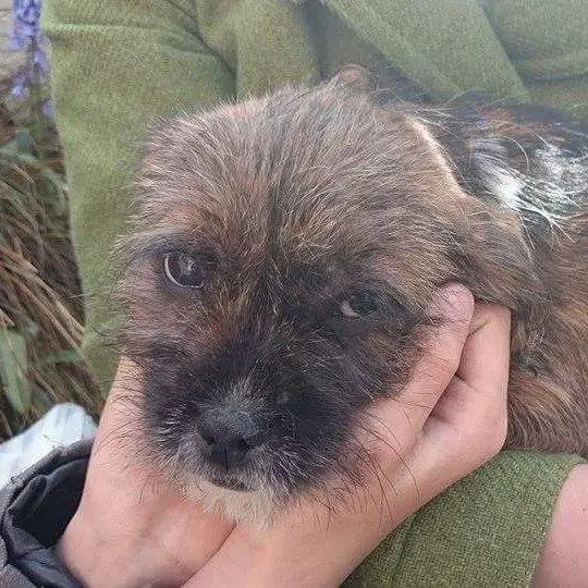 Staffordshire Bull Terrier