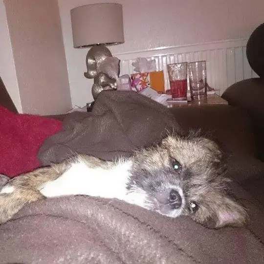 Staffordshire Bull Terrier