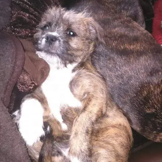 Staffordshire Bull Terrier