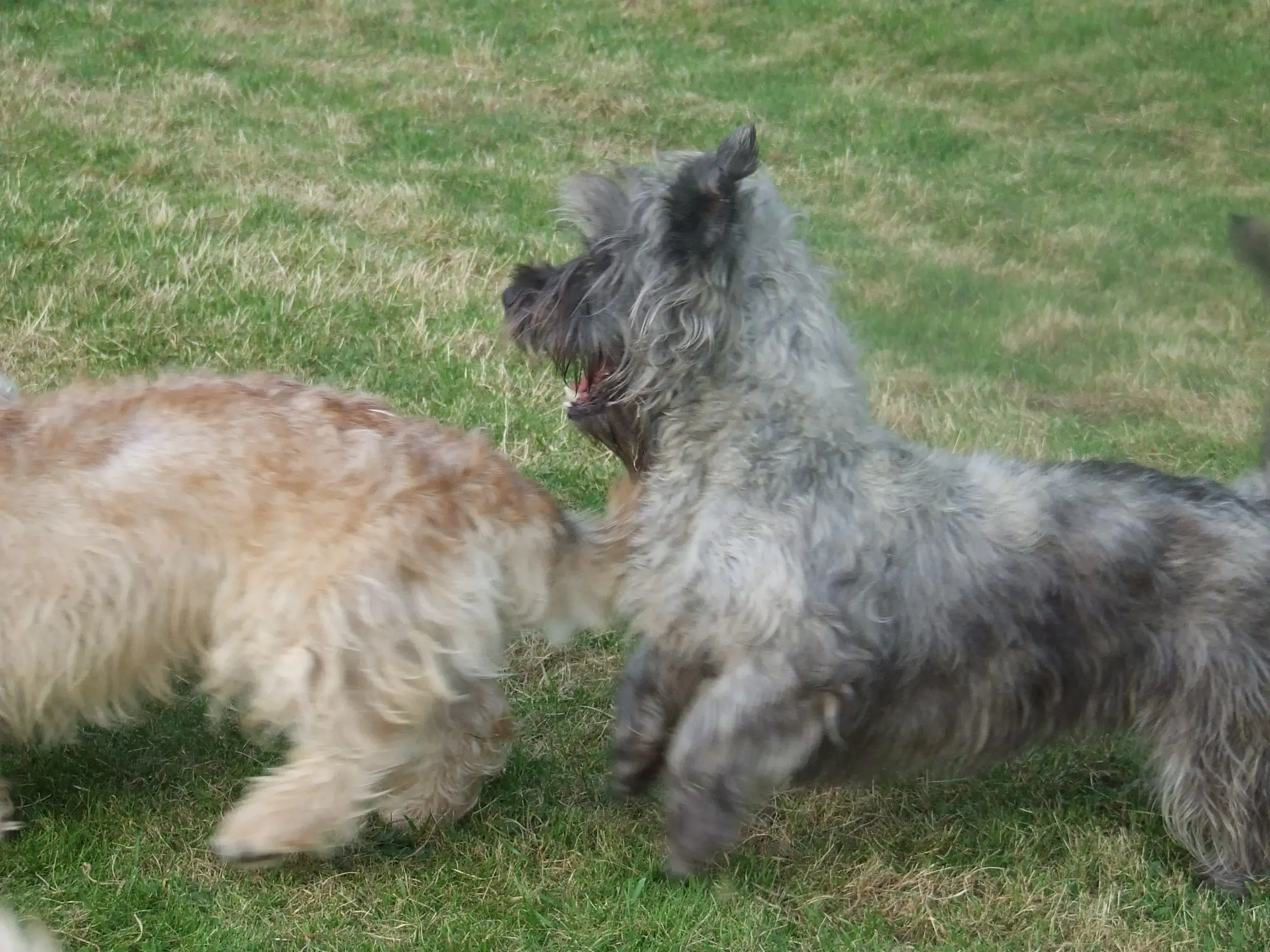 Glen of Imaal Terrier